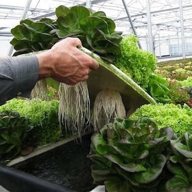 Hidroponia orgánica