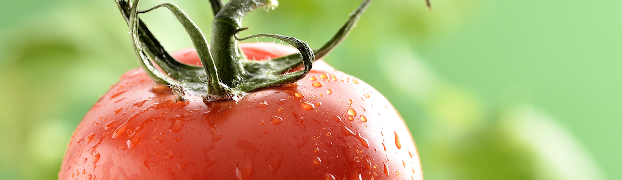 Tomate ADAMA